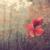 Haelie R